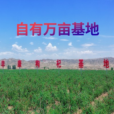 早康新货宁夏中宁枸杞 头茬枸杞子批发 特优散装地摊厂家整箱图3