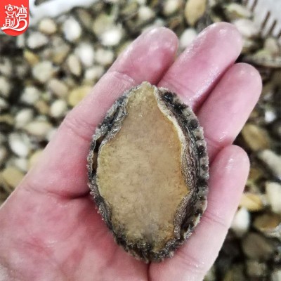 鲍鱼批发 东山水产冷冻鲍鱼肉去壳处理 冻品海鲜产地货源一件代发图4