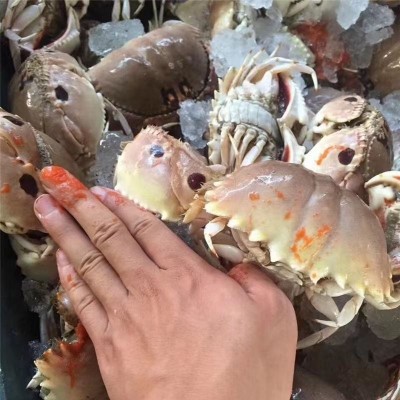 【宫前湾】海捕面包蟹蟹钳元宝蟹馒头蟹钳500g装冷冻水产包邮图3