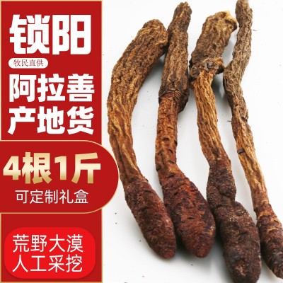现货批发内蒙古阿拉善产地金锁阳炖肉泡酒滋补整根优选锁阳4根1斤