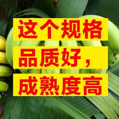 批发香蕉云南高山香蕉蕉皇帝蕉海南广西香蕉厂家厂家直销一件代发图4