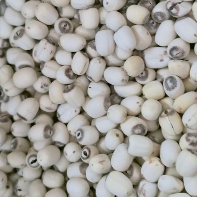 湘潭莲子干货新泰莲带芯小磨白莲500g带芯去皮莲子羹煲汤白莲子图4
