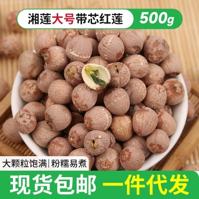 现货批发湘莲大号带芯红莲500g带芯莲子干货新鲜莲子支持一 件代发图2