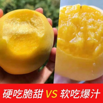 现摘新鲜黄桃5斤当季新鲜桃子水果毛桃大果孕妇应季脆甜锦绣黄桃图4