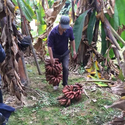红蕉福建土楼红美人香焦火龙蕉应季新鲜水果香甜红皮香蕉一 件代发图2
