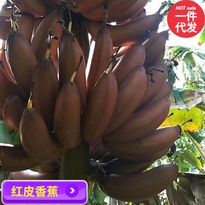 红蕉福建土楼红美人香焦火龙蕉应季新鲜水果香甜红皮香蕉一 件代发图3