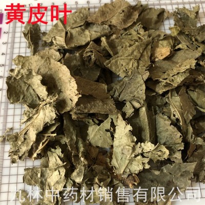 黄皮叶500克 中药材 黄皮叶 黄皮果树叶 黄树皮叶 包邮图4