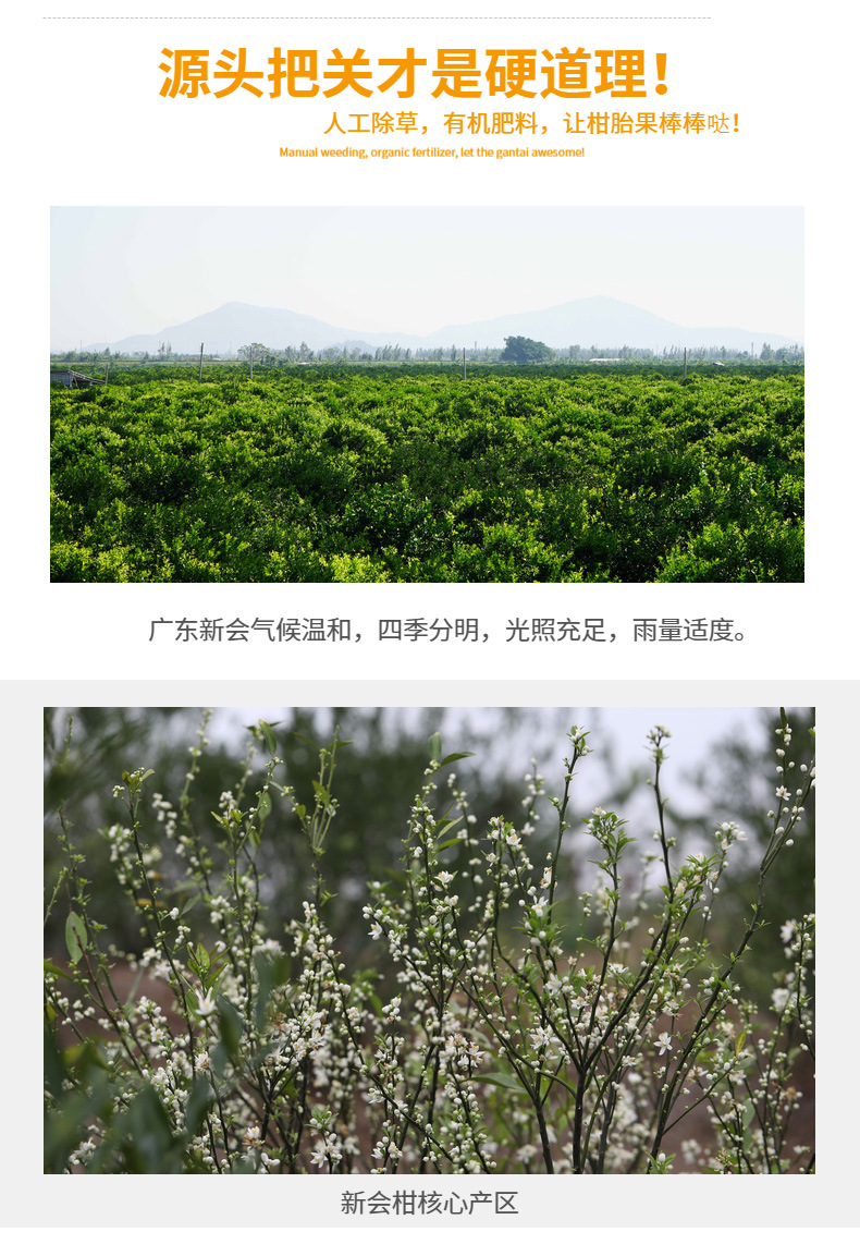 新会柑胎详情页-03