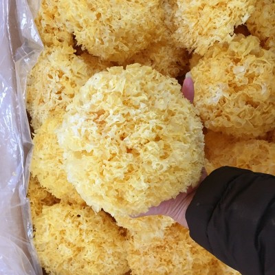 白木耳 大朵独立包装干货雪耳非丑耳糯耳 产地古田银耳批发图5