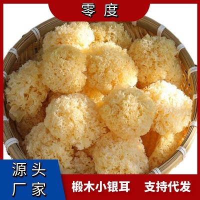 古田精挑椴木小银耳新耳采摘严选白木耳糯耳小银耳干货厂家直销图2