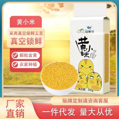 黄小米500g农家种植色泽金黄小米五谷杂粮粥粗粮批发一件代发图3
