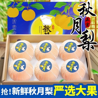 正宗山东秋月梨10斤新鲜水果现摘梨子当季整箱莱阳冰糖梨蜜梨包邮图2