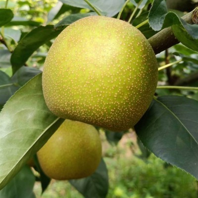 广西富川沙梨翠冠梨黄花梨桂花梨新鲜丰水梨薄皮脆甜多汁砀山梨图2