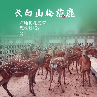 【吉林梅花鹿茸】鹿茸片白粉片泡酒煲汤茸片蜡片泡酒材料图3