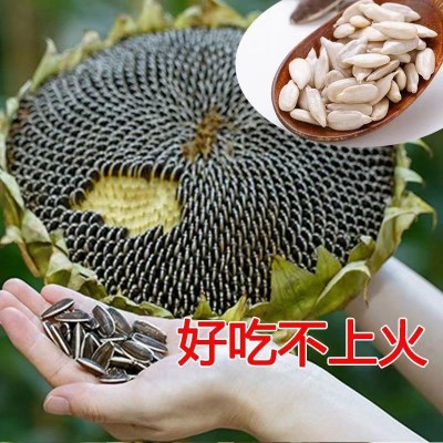 新货363原味熟瓜子内蒙古原味大瓜子葵花籽大颗粒生熟瓜子炒瓜子图2
