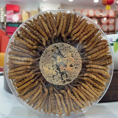 西藏那曲冬虫夏草 批发全规格冬虫夏草礼盒 足干无断草 产地直供图2