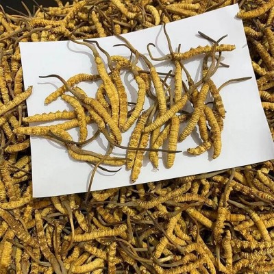 西藏那曲冬虫夏草 批发全规格冬虫夏草礼盒 足干无断草 产地直供图3