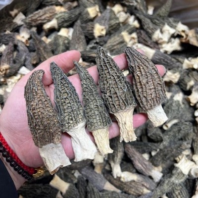 恒永堂川藏全规格厚肉羊肚菌批发足干头茬羊肚菌源头批发产地直供图2