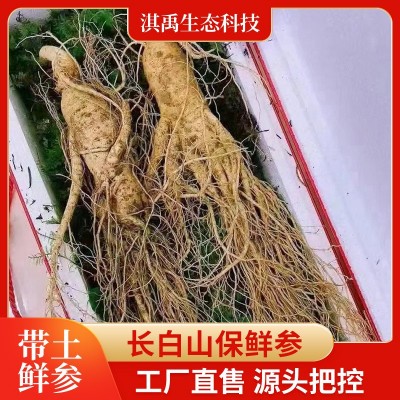 带土人参批发长白山人参特产厂家批发2023年新参规格齐全山参批发