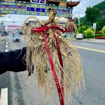 带土人参批发长白山人参特产厂家批发2023年新参规格齐全山参批发图2