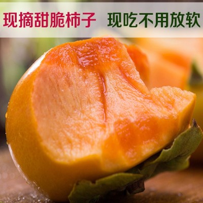 现摘陕西阳丰脆柿子 新鲜脆柿脆甜不涩甜柿子水果 直发巧克力柿子