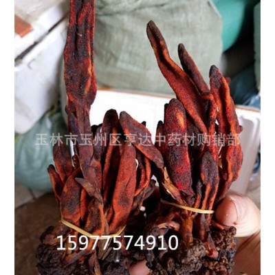 一手货源顶天柱 草苁蓉 不老草 回春草 草苁茸扎把款新货无碎图2