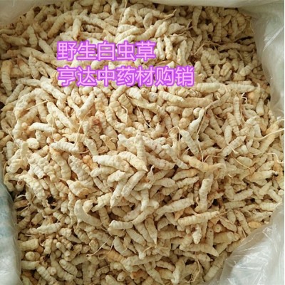 大量批草石蚕 地蚕 土冬虫草 泽兰根 白虫草新货图4