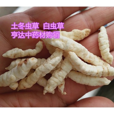大量批草石蚕 地蚕 土冬虫草 泽兰根 白虫草新货图2