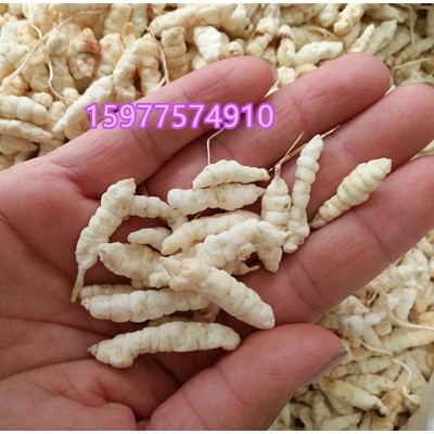 大量批草石蚕 地蚕 土冬虫草 泽兰根 白虫草新货图3
