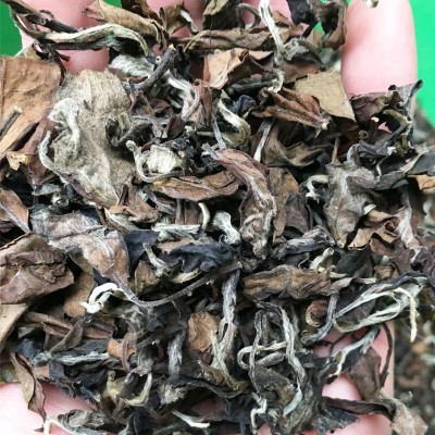 老白茶散茶 福鼎老白茶 散装500g高山日晒茶叶贡眉寿眉茶饼批发图4