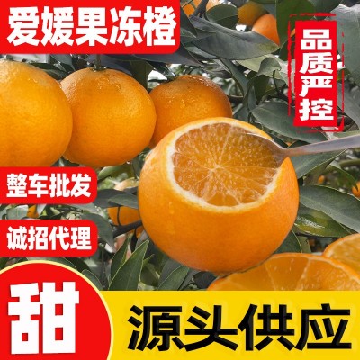 爱媛果冻橙四川38号现摘薄皮手剥橙新鲜水果整箱包邮