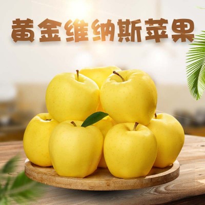 山东黄金维纳斯苹果 代发5/9新鲜当季酸甜脆爽时令黄金富士水果