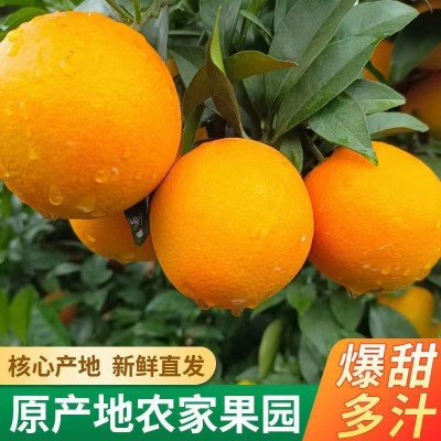 脐橙批发当季橙子新鲜水果正宗赣南脐橙图3