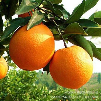脐橙批发当季橙子新鲜水果正宗赣南脐橙图5