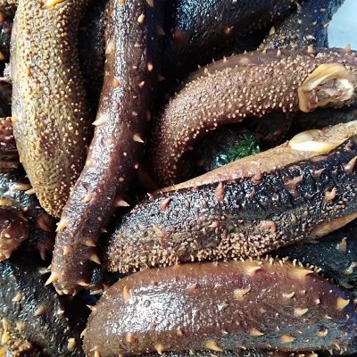 海参食材阿拉斯加红刺参鲜食10斤一箱批发海参刺参海参干货