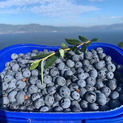 云南抚仙湖露天蓝莓水果125g/盒脆甜口感到货冷藏再吃