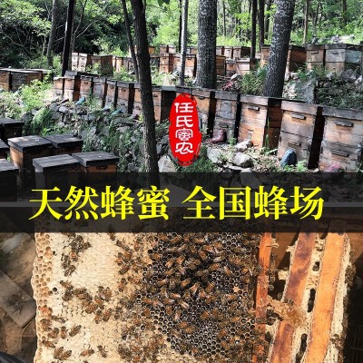 4瓶装500g蜂蜜纯正天然农家自产枣花峰蜜百花蜜洋槐蜜深山正宗蜂图4