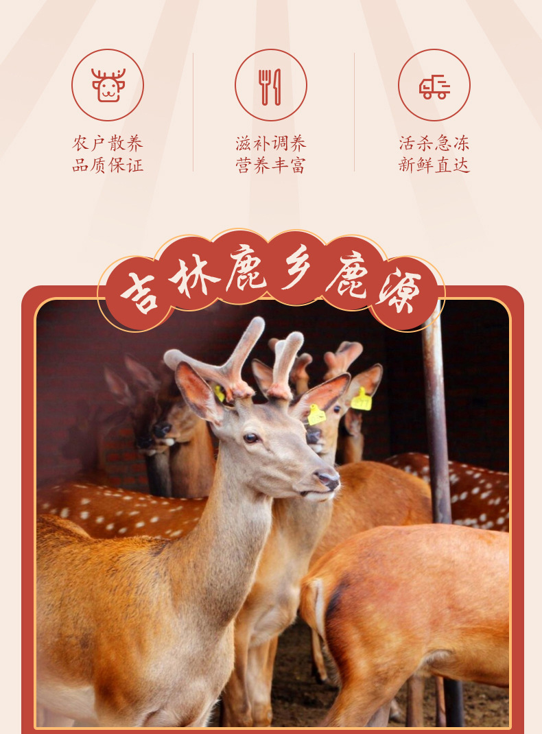 鲜鹿胎_02.jpg