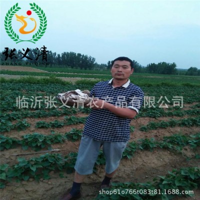 自然晾晒红薯片山东农家特产地瓜片厂家大量批发供应红薯片番薯干图3