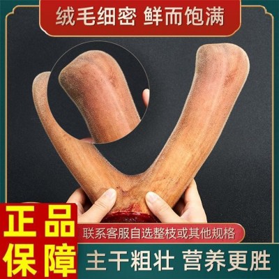 鲜鹿茸 工厂直销鹿茸批发 吉林鲜鹿茸价格 东北鹿茸批发定制图3