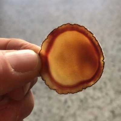 文禹 鹿茸腊片 鹿场基地 高质量产品 长期销售全国发货 泡酒煲汤图3