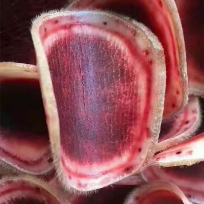 鲜鹿茸片 厂家直供 锦源鹿产品 品质货源 批发零售