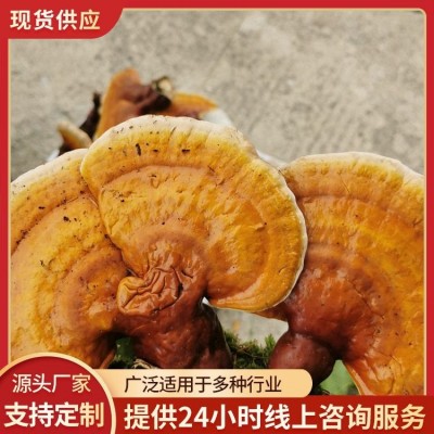 冷藏存储血灵芝批发 计价单位克 现货直发 品质上乘