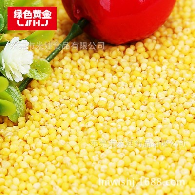绿色黄金黄小米粥小米农产品食品产地货源厂家直发 五谷杂粮图5
