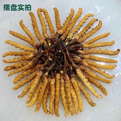 西藏那曲虫草干草泡酒冬虫夏草足干货断冬虫草批发高海拔冬虫夏草图4