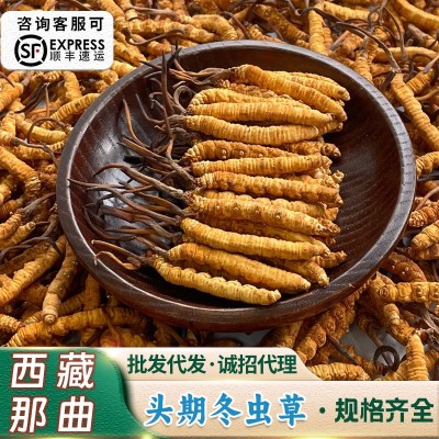 西藏那曲冬虫夏草批发冻干冬虫草媲美新鲜虫草过节送礼盒冻干虫草