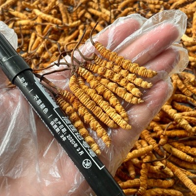 西藏那曲冬虫夏草批发冻干冬虫草媲美新鲜虫草过节送礼盒冻干虫草图4