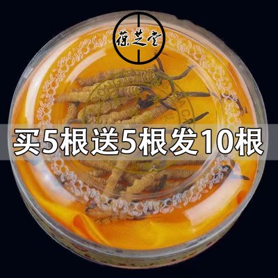 2022年正品断虫草整根冬虫草礼盒装送礼非西藏那曲冬虫夏草批发图3