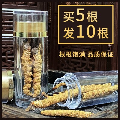 正品虫草干货新鲜野生冬虫夏草小瓶装西藏那曲冬虫夏泡酒煲汤图3