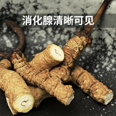 正宗断草礼罐装西藏那曲冬虫夏草冬虫草断虫草大量批发干货送礼图4
